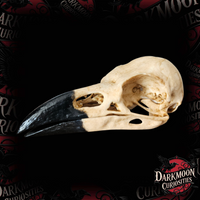 Darkmoon Curiosities 
