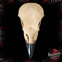 Darkmoon Curiosities 