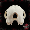 Conjoined Cat Skull – Faux Taxidermy Sculpture – Dark Home Decor - Unpainted