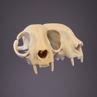Darkmoon Curiosities 