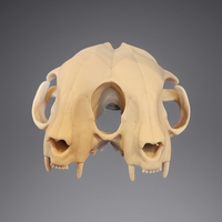 Darkmoon Curiosities 