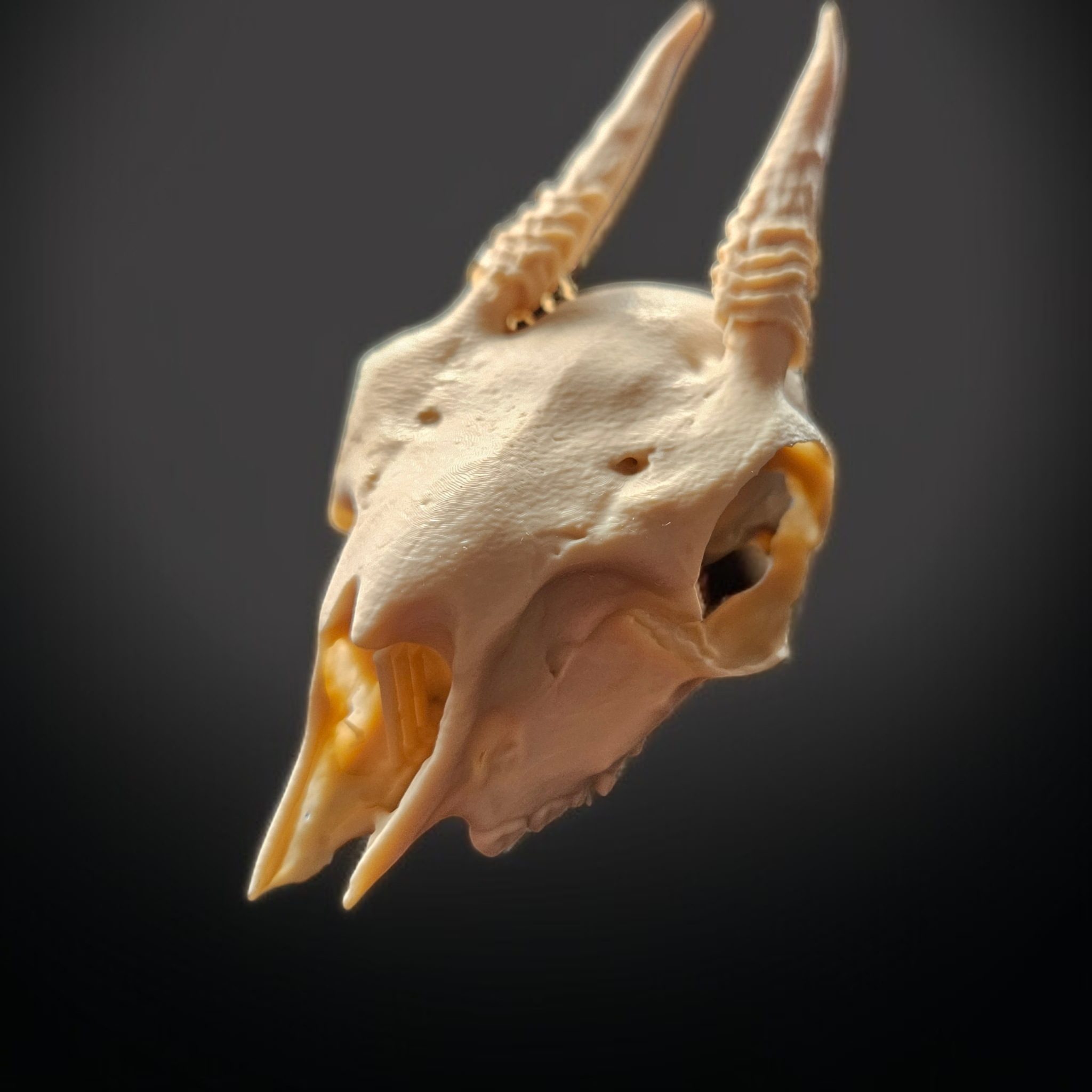 Darkmoon Curiosities 