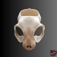 Darkmoon Curiosities 